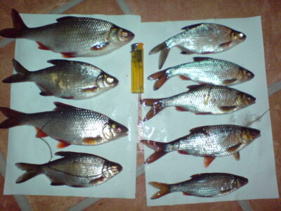 Roach ×9