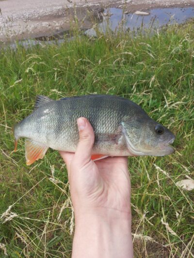 Eurasian perch, 0.4 kg
