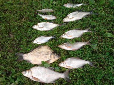 Prussian carp, 1.5 kg — Antakalnio II-asis