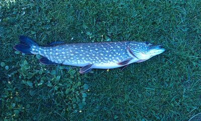 Northern Pike, 8.2 kg — Gėgė