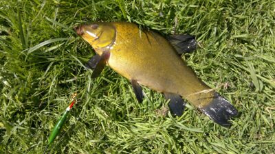 Tench, 0.8 kg