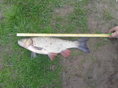 chub, 1.4 kg