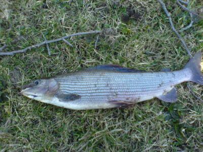 Grayling — Merkys