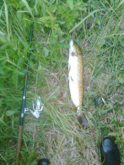 Northern Pike, 2.1 kg — Žeimena