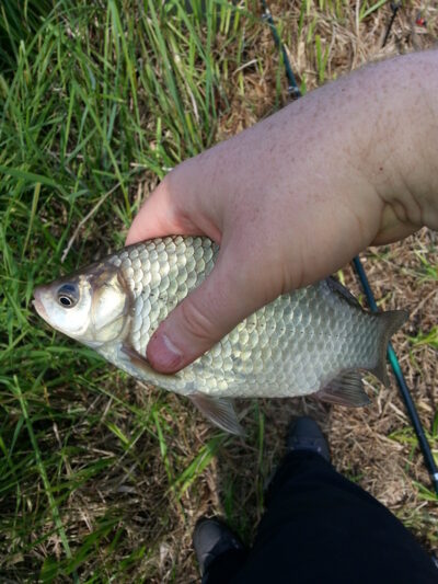 Prussian carp