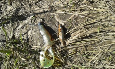 Three-spined stickleback — Danė