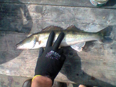 Pike perch, 1.0 kg — Alsakys