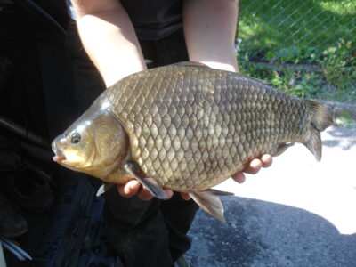 Prussian carp, 2.4 kg