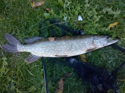 Northern Pike, 2.8 kg — Dysnai