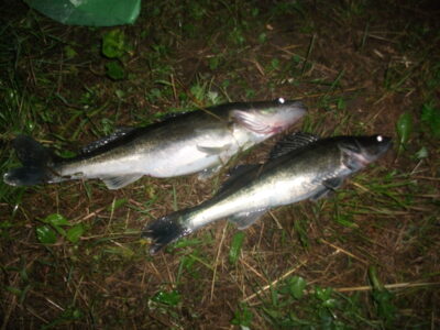 Pike perch, 0.7 kg — Akademijos
