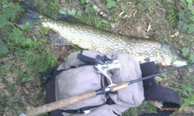 Northern Pike, 7.0 kg