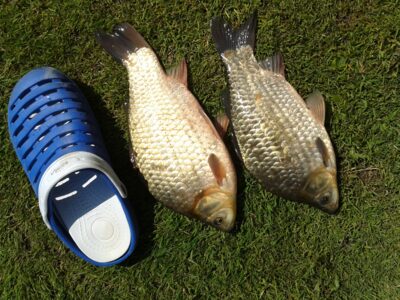 Prussian carp ×2