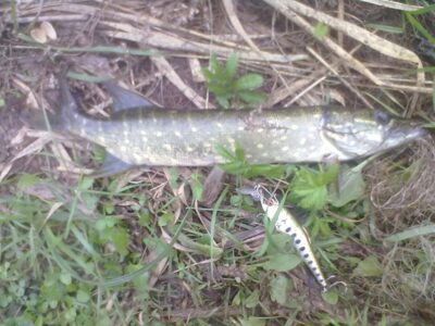Northern Pike
