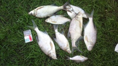 Carp bream ×9 — Paežerių