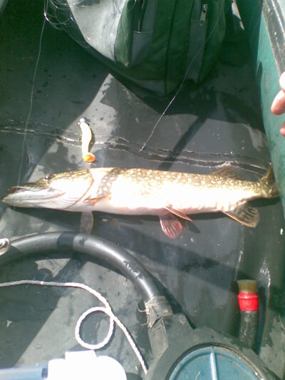 Northern Pike, 1.0 kg — Žeimenys