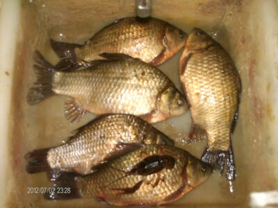 Crucian carp ×5