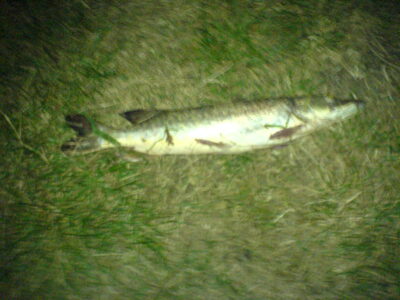 Northern Pike — Neman River
