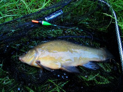Tench, 0.7 kg — Šarkis