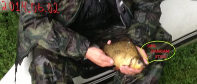 Crucian carp, 0.5 kg — Vilnoja