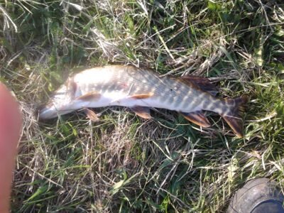 Northern Pike, 1.2 kg — Nevėžis