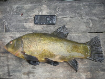 Tench, 2.1 kg — Ilgai