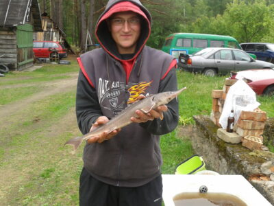 Starry sturgeon, 0.6 kg — Neman River