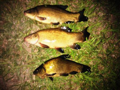 Tench ×5