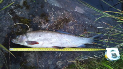 Grayling — Цага