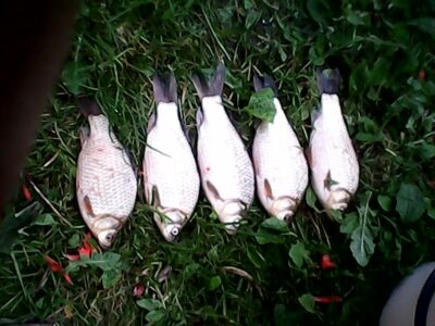 Prussian carp ×5