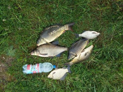Carp ×3 — Pagojės