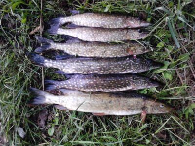 Northern Pike ×6 — Pakasas