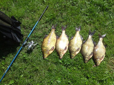 Carp bream ×5 — Baltieji Lakajai