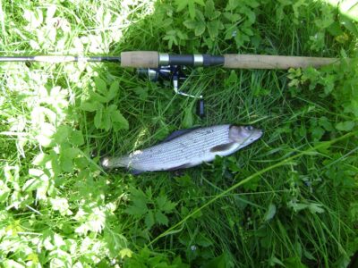 Grayling — Žeimena