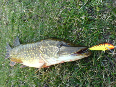 Northern Pike, 1.2 kg — Merkys