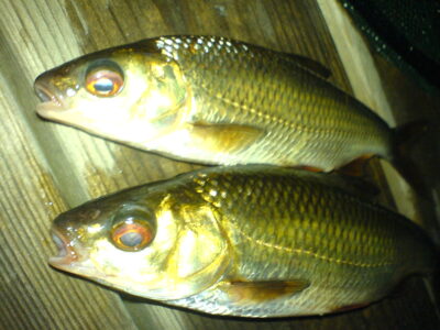 Roach ×2 — Rämen