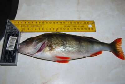 Eurasian perch — Jurbarkų