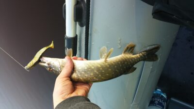 Northern Pike, 0.5 kg — Bartkuškio
