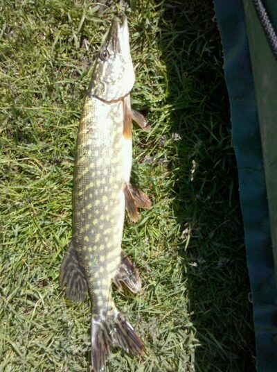 Northern Pike — Žirnajai