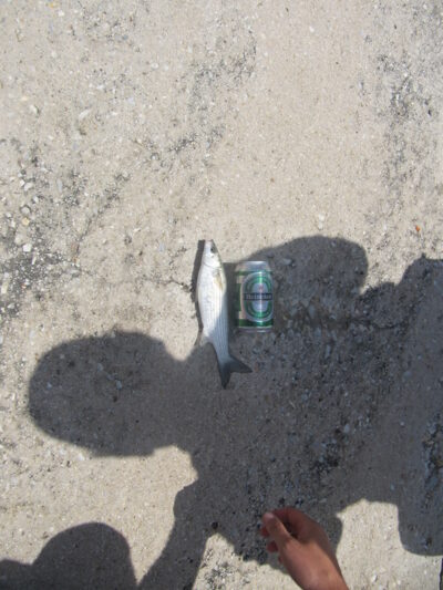 Golden grey mullet — Alboran Sea