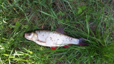 Ide, 0.5 kg — Neris River