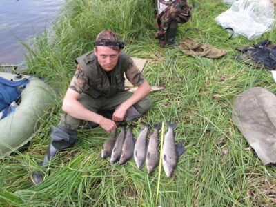 Grayling ×6 — Роукса