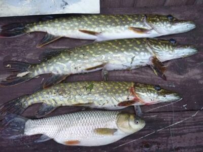 Northern Pike ×3 — Gulbinų