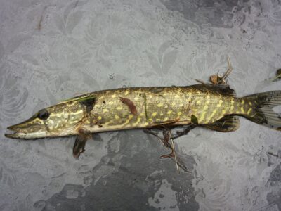 Northern Pike, 0.7 kg — Gulbinų