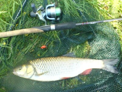 chub, 1.0 kg — Merkys