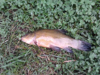 Tench, 0.5 kg — Antakalnio II-asis