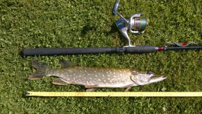 Northern Pike, 0.8 kg