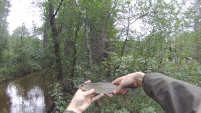 Grayling — Grūda