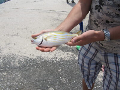 Salema ×3 — Alboran Sea