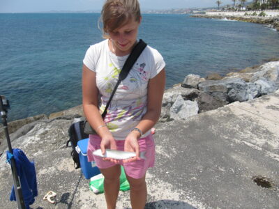 Flathead mullet, 0.2 kg — Alboran Sea