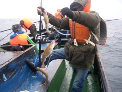 Atlantic cod ×3 — Baltic Sea